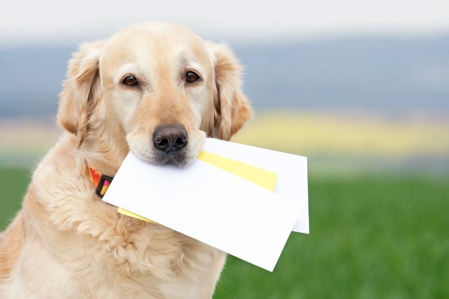 Property manager reviewing digital documents on a tablet, with a dog and a person in the background, symbolizing efficient ESA and PSD letter tracking.